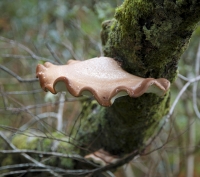 27_mushroom-rome5-214lr-910x805.jpg